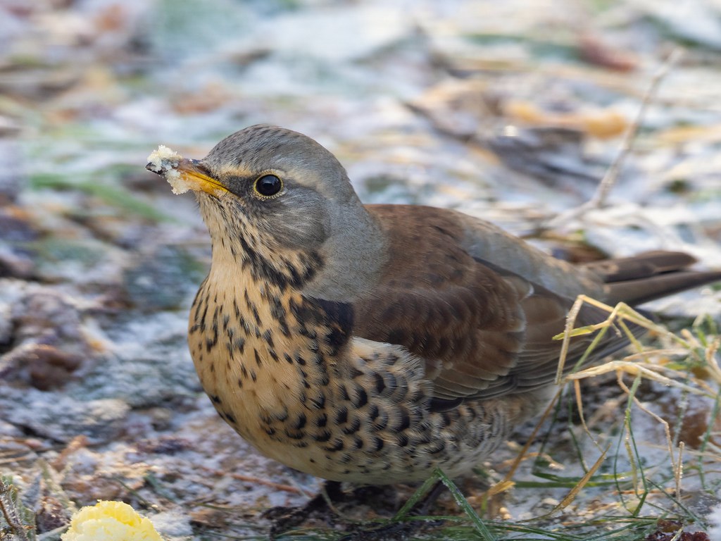 Fieldfare. Tend to boss the Blackbirds and Redwings in the apple pecking order. E.Staffs.
