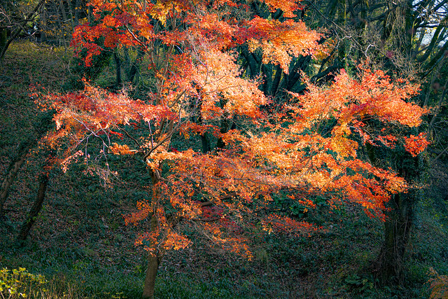 Autumn Leaves Tree