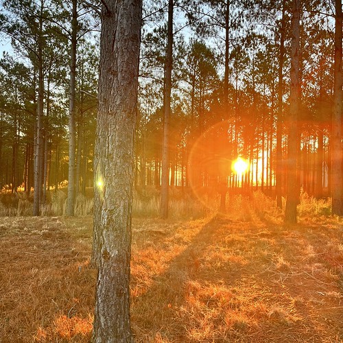 A Proper(ty) Sunrise in the Forest by rhome_music, No filter, all sunrise!forest sunrise