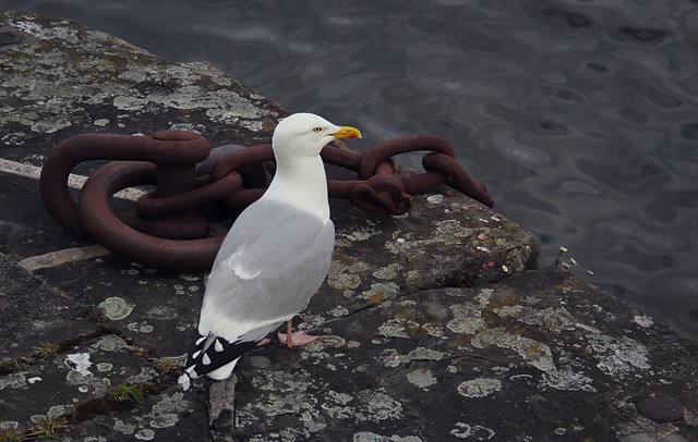 Canon EOS 60D - Gull and chains on a stormy day