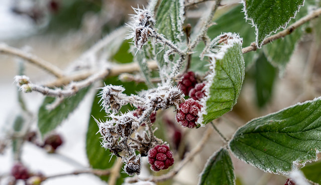 frost on berries