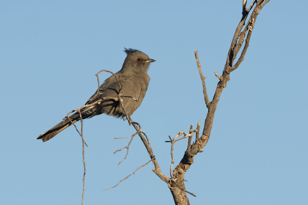 A female phainopepla perches in a dead tree on the Latigo Trail in McDowell Sonoran Preserve in Scottsdale, Arizona on November 6, 2022. Original: _CAM6315.ARW