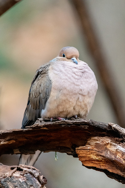 mourning-dove-gwc-cbc-5507