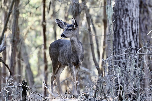 Deer, Point lobos state California