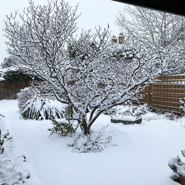 Magnolia With Snow, 12th December 2022 (1)