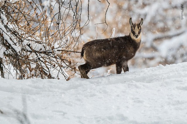 A baby chamois in the snow