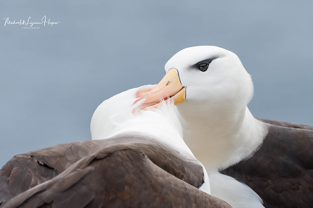 Black-browed Albatross Courtship