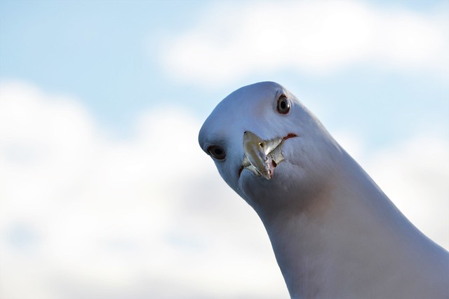 Gaviota - Seagull