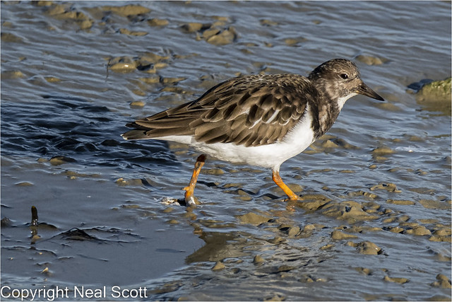 Turnstone looking for lunch--2