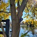 Must Climb Tree