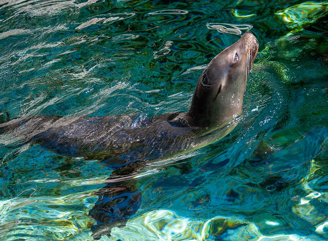 Seal Swim