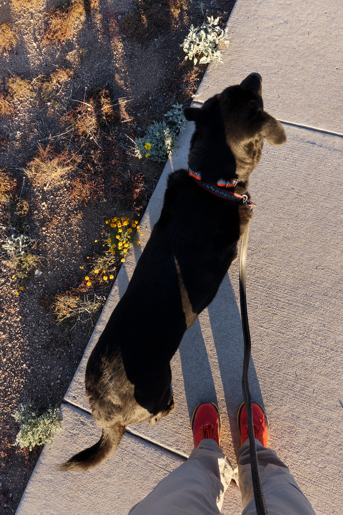 A top-down view of our dog Bear and my orange shoes while on a walk in our neighborhood in Scottsdale, Arizona on December 9, 2022. Original: _ZFC4304.NEF