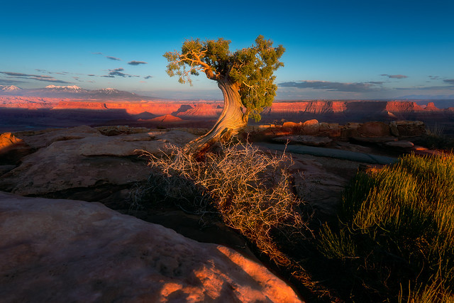 Dead Horse Point Tree