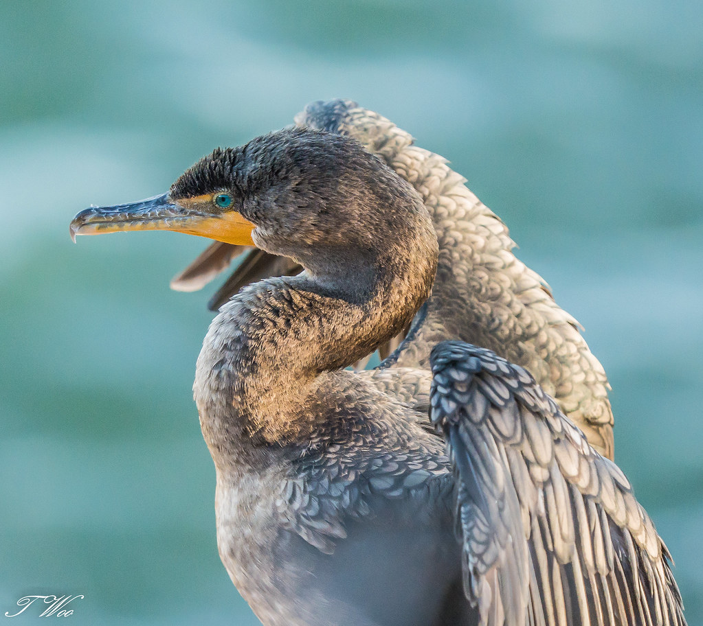 double-crested cormorant at La Jolla