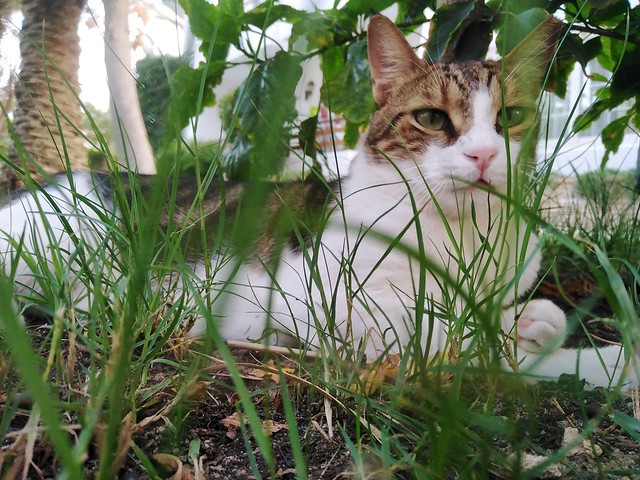 Hunter in the grass