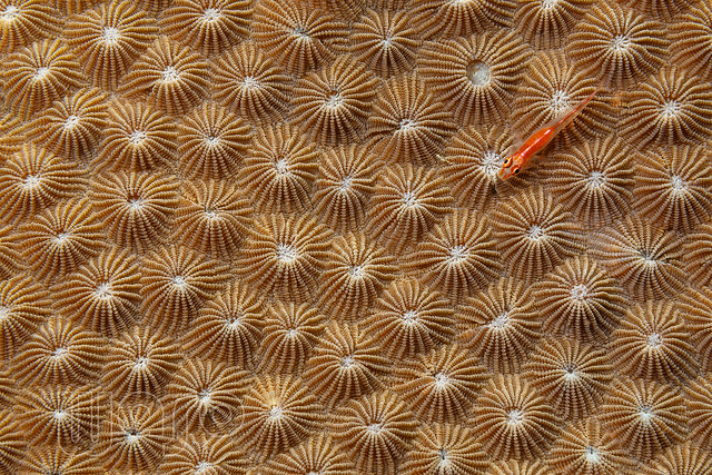 Michel's Gost Goby / Michels Korallengrundel (Pleurosicya micheli) resting on Honeycomb Coral (Diploastrea heliopora)