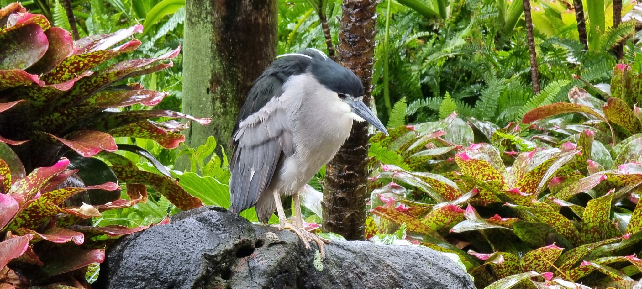 A tropical bird found at the Hilton Hawaiian Village in Waikiki