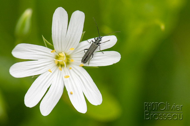 Oedemore noble