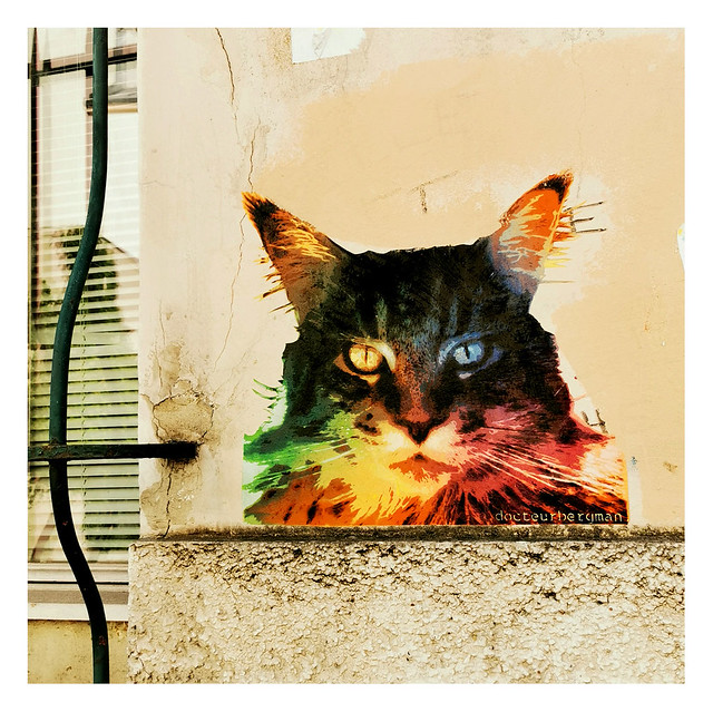 Le chat, rue de la Mare