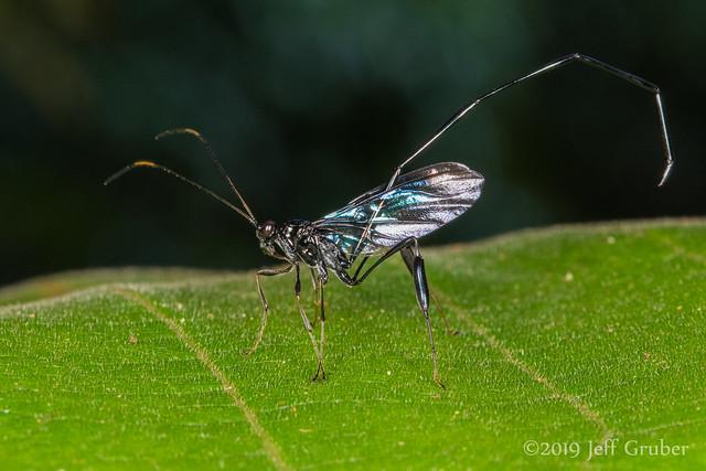 Pelecinid Wasp (Pelecinus polyturator)