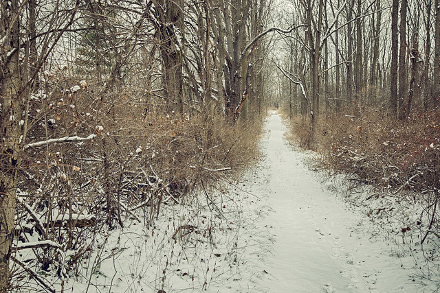 Through Winter's Woods