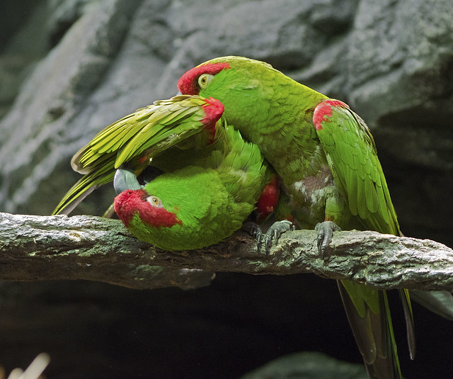 Cincinnati Zoo 08-31-2015 - Aviary Birds 24 - Thick-Billed Parrot