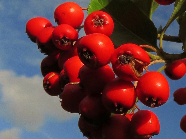 Red Berries:  multi-purpose -  sorbus aucuparia