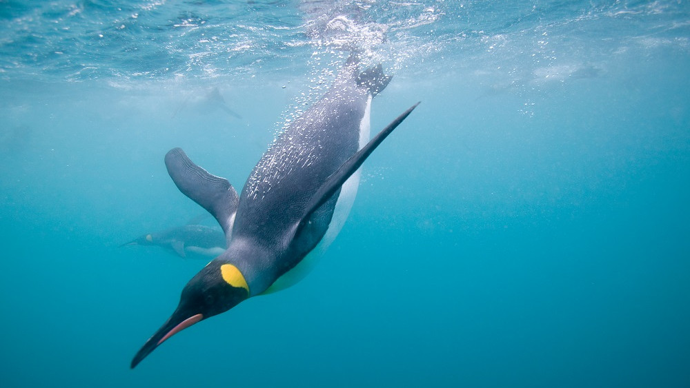 King penguin diving underwater