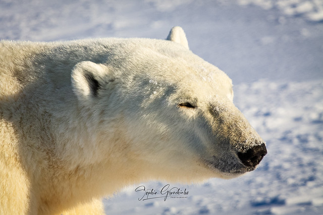 Closeup of Polar Bear