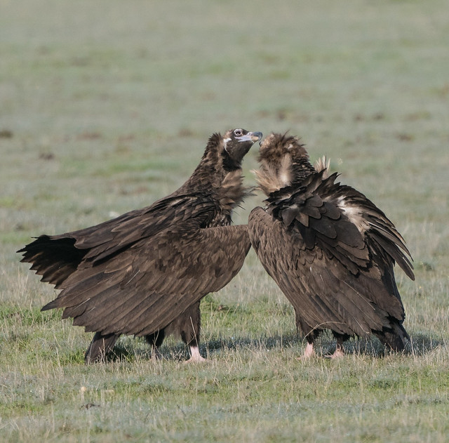 Monniksgier, Eurasian Black Vulture, Aegipius monachus.