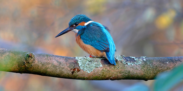 an European Kingfisher : the blue arrow !