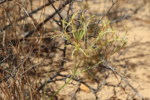 Pelargonium longiflorum, a tuberous species, in wild