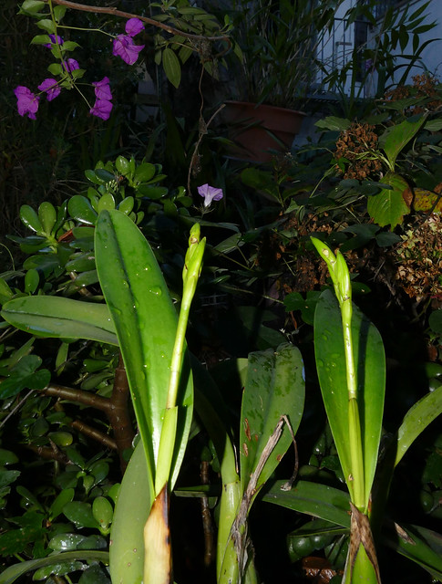 Laeliocattleya Coastal Sunrise 'Sunshine' hybrid orchid spike 11-22*