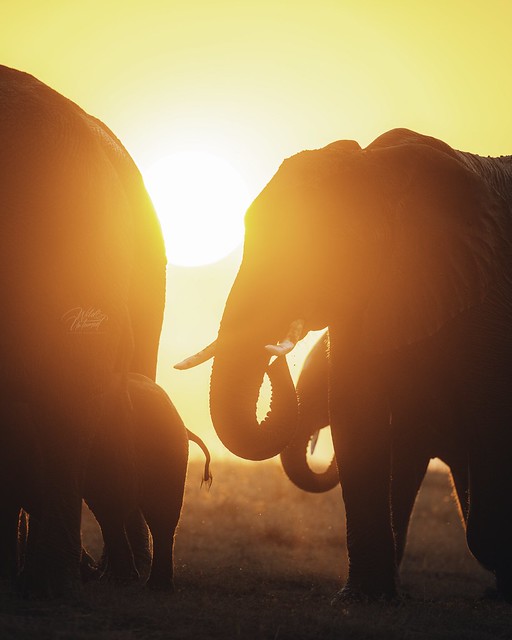 Elephants sunset_Botswana-2