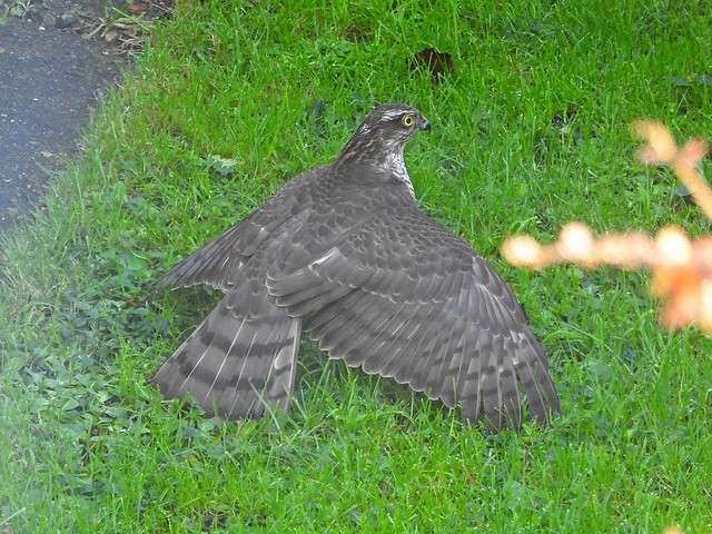 Sparrowhawk on Starling, garden, Dec 19 2022, P1 (21)