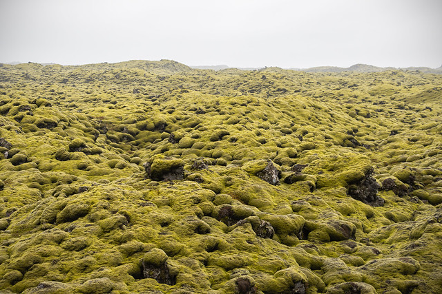 Don't step on the Moss (Iceland)