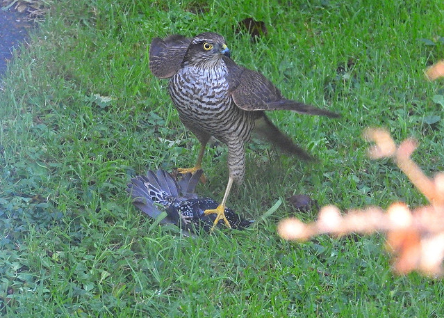 Sparrowhawk on Starling, garden, Dec 19 2022, P1 (15)