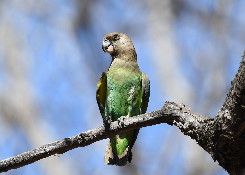 Brown-headed Parrot (Poicephalus cryptoxanthus)_DDZ_7463