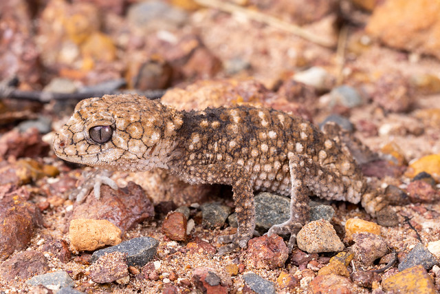 Prickly Knob-tailed Gecko - Nephrurus asper