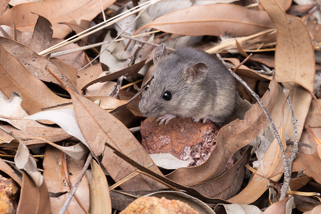 Eastern Pebble-mound Mouse - Pseudomys patrius (ID Uncertain)