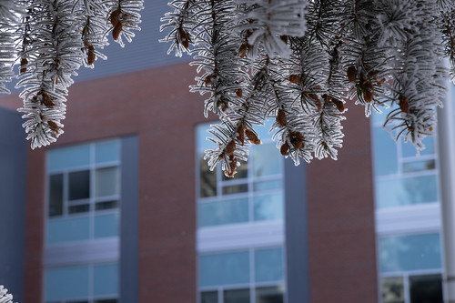 Frosty Winter Campus-9019