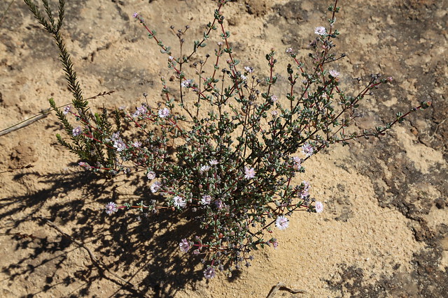 Ruschiella argentea (Aizoaceae)