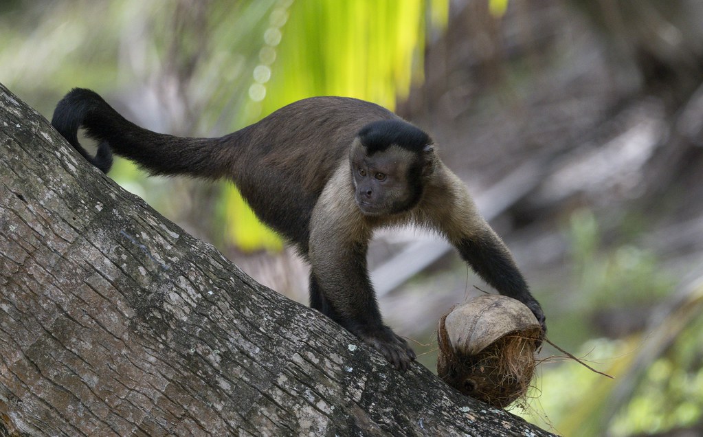 Pin Monkey (Tufted capuchin) (Cebus apella) with Coconut: Isle Royale French Guiana