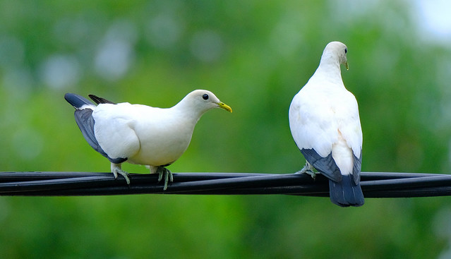 My home garden collection - Torres Strait Pigeons - Darwin, Northern Territory, Australia