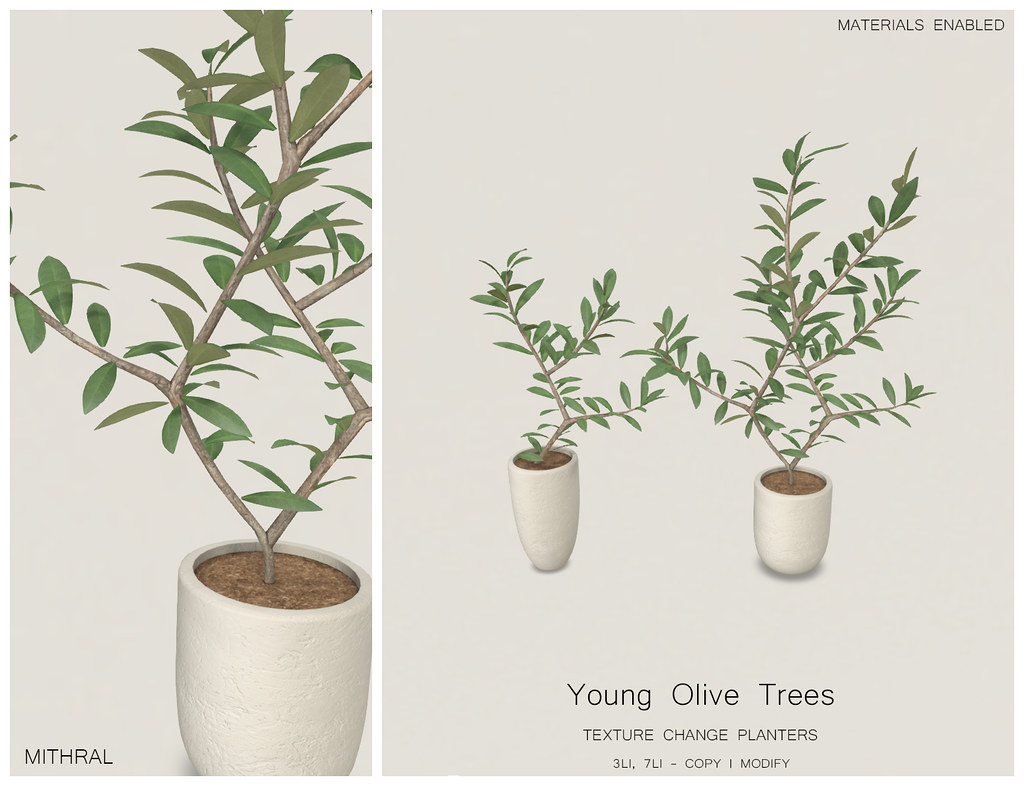 Mithral – Young Olive Trees @ ｅｑｕａｌ１０