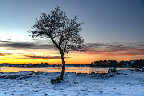 norway sandefjord vestfold winter sunset snow cold tree