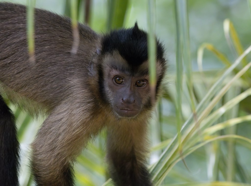 Pin Monkey 4 (Tufted capuchin) (Cebus apella): Isle Royale French Guiana