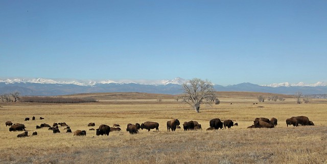 American Bison on the Prairie
