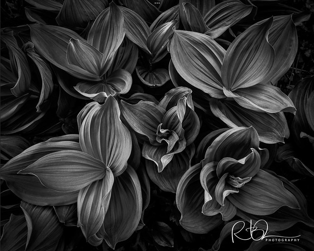 Monochrome Corn Lilies