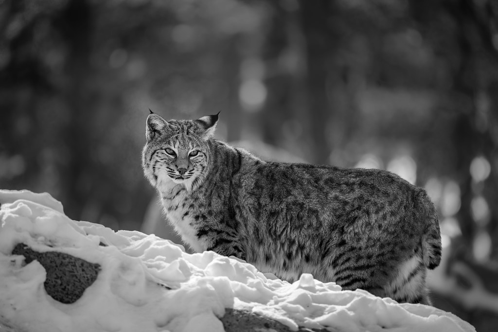 Bobcat perch